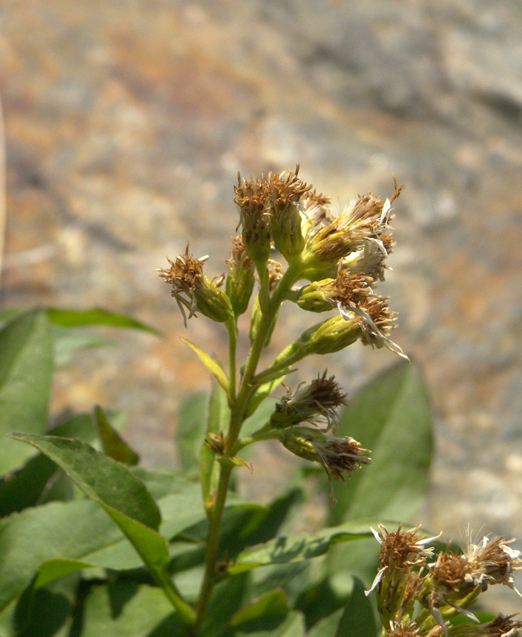 Image of Solidago virgaurea ssp. caucasica specimen.