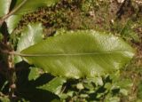 Salix latifolia. Лист. Украина, г. Запорожье, в культуре. 12.10.2014.