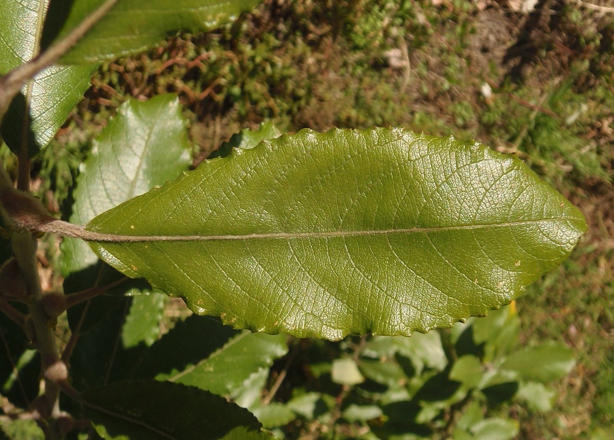 Image of Salix latifolia specimen.