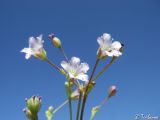 Gypsophila perfoliata