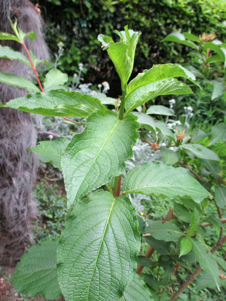 Image of genus Weigela specimen.