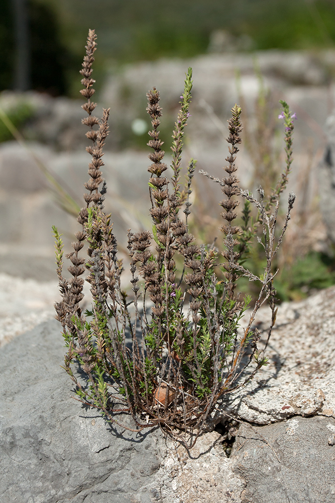 Image of Micromeria cristata ssp. kosaninii specimen.