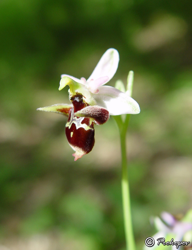 Изображение особи Ophrys oestrifera.