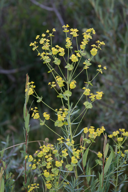 Image of Euphorbia jaxartica specimen.