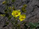 Potentilla vulcanicola. Верхушка цветущего растения. Камчатский край, Елизовский район, подножье вулкана Авачинская сопка, горная тундра, 980 м н.у.м. 18.07.2008.