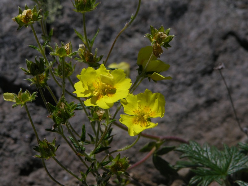 Image of Potentilla vulcanicola specimen.