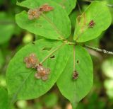 Euonymus pauciflorus