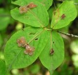 Image of taxon representative. Author is Алексей Чернышев