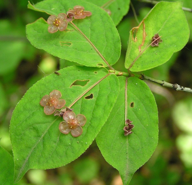 Image of Euonymus pauciflorus specimen.