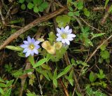 Gentiana squarrosa