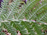 Athyrium filix-femina