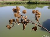 Arctium &times; mixtum