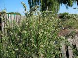 Artemisia vulgaris. Верхушка цветущего растения. Республика Татарстан, г. Бавлы. 13.07.2009.