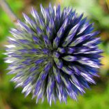 Echinops tataricus