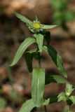 Inula britannica. Верхушка расцветающего растения. Белгородская обл., окр. с. Хотмыжск, опушка сухого сосняка. 02.07.2009.