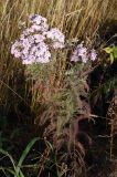 Achillea millefolium