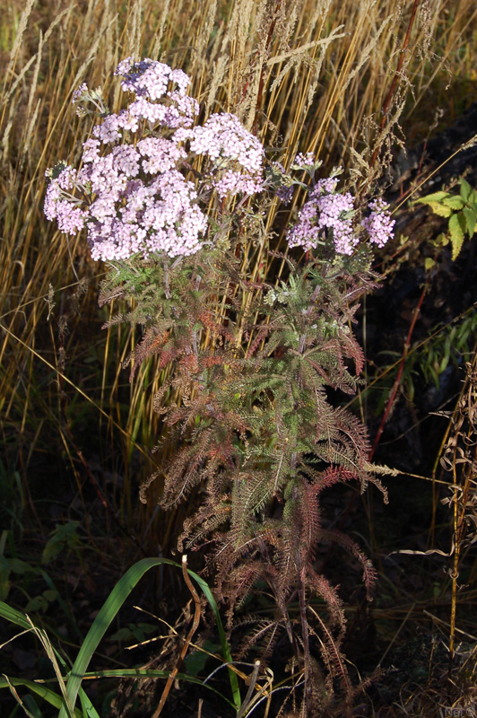 Image of Achillea millefolium specimen.