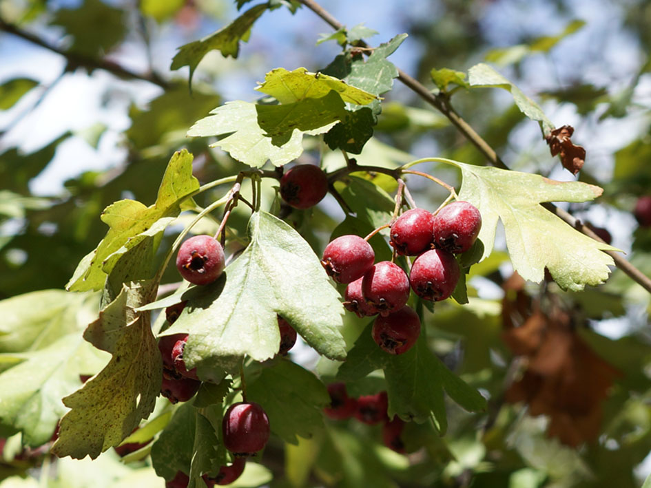 Image of Crataegus songarica specimen.