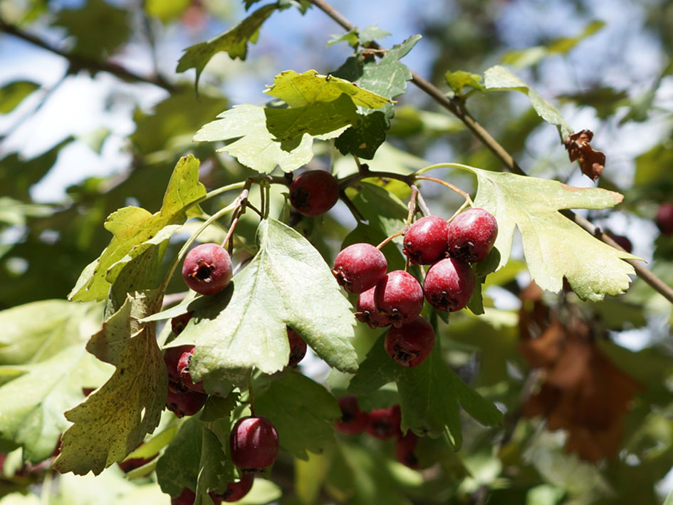 Image of Crataegus songarica specimen.