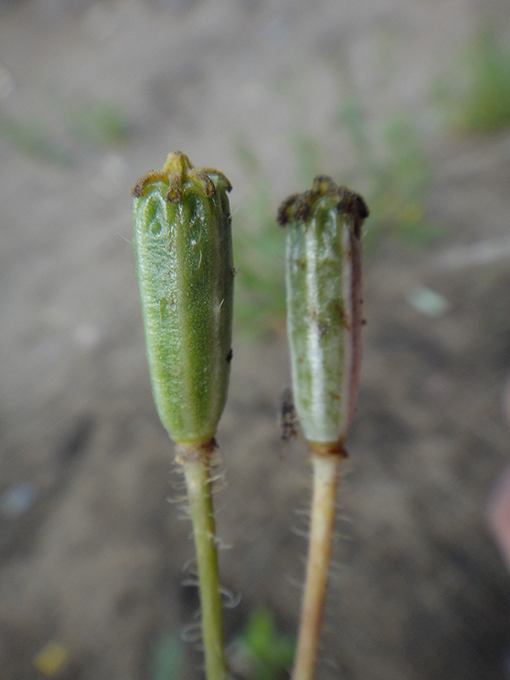 Image of Papaver nudicaule specimen.