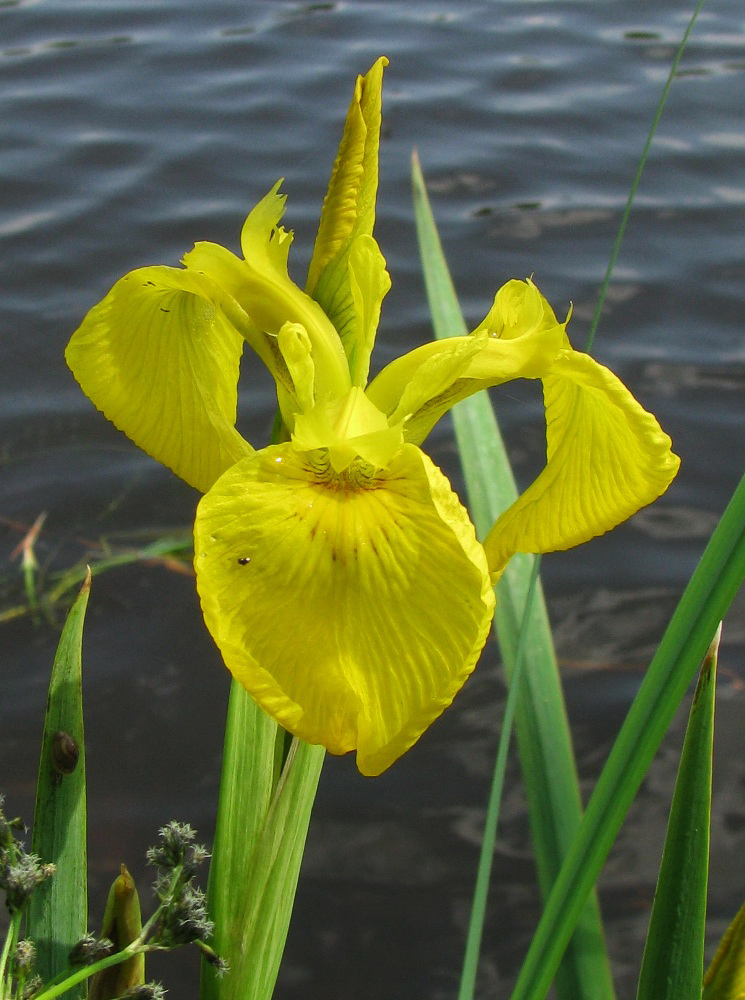 Изображение особи Iris pseudacorus.