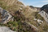 Carlina acaulis subspecies caulescens. Плодоносящие растения в каменистой горной степи. Черногория, нац. парк Дурмитор, к северу от перевала Седло. 14.10.2014.