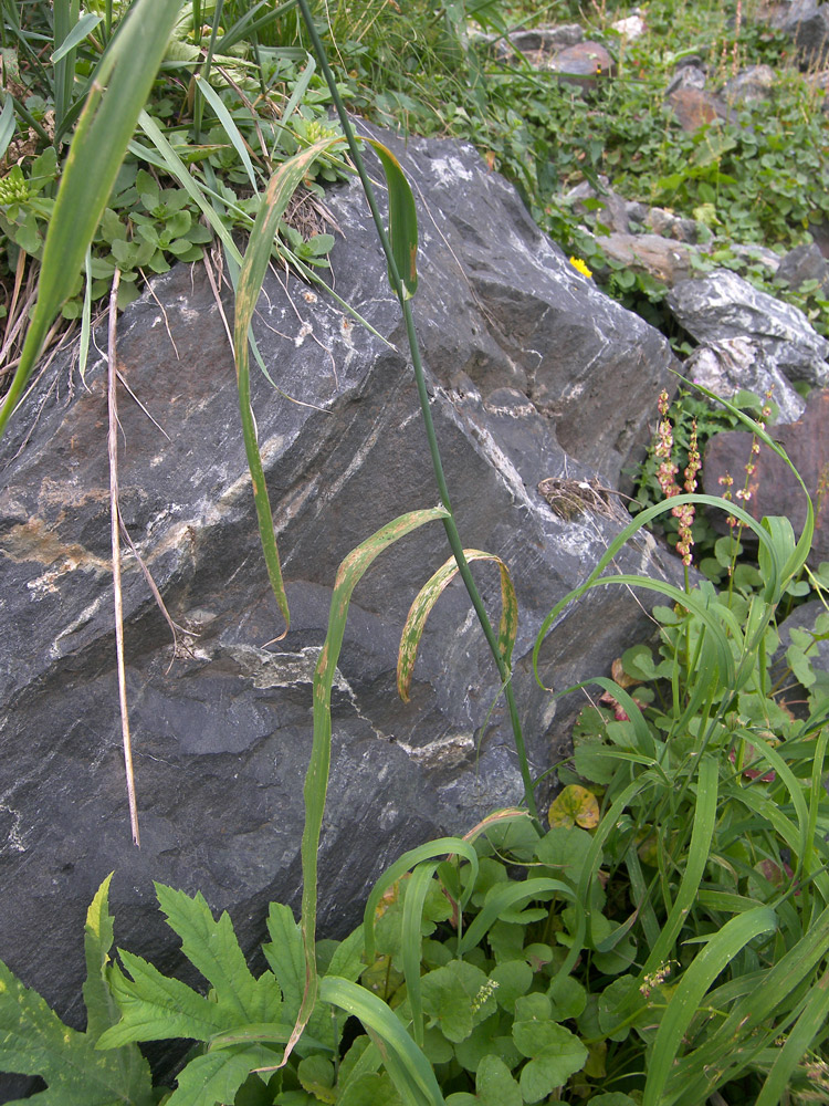 Image of Milium effusum specimen.