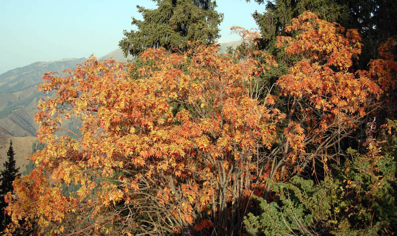 Изображение особи Sorbus tianschanica.