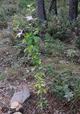 Hibiscus syriacus