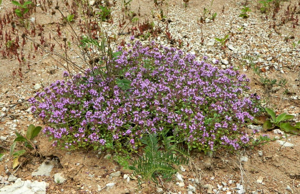 Image of Thymus hirticaulis specimen.