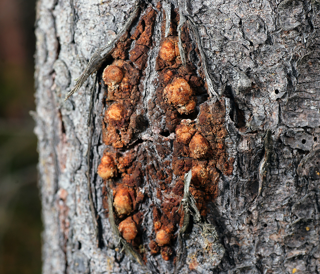 Изображение особи Picea abies.