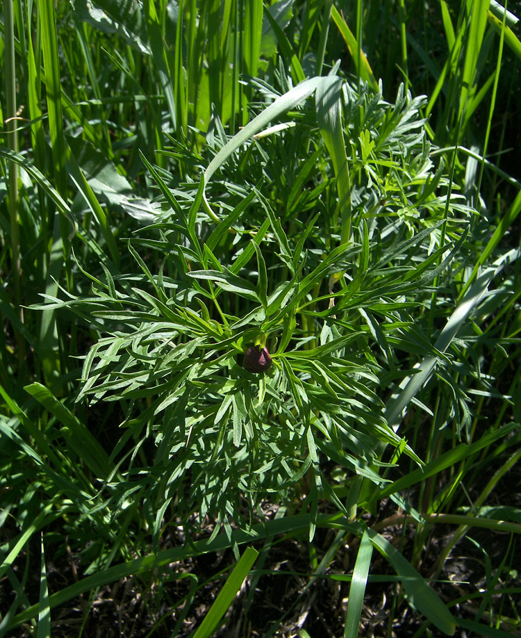 Image of Paeonia biebersteiniana specimen.