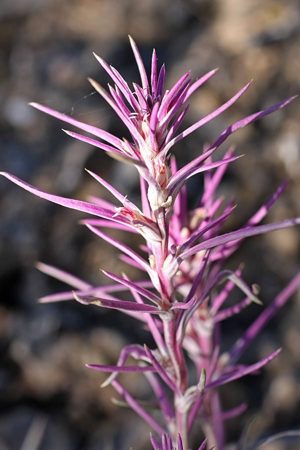 Image of Rhaphidophyton regelii specimen.