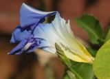 Ipomoea tricolor. Бутон и цветок, повреждённый кобылкой (видно опушение основания тычиночных нитей). Казахстан, Восточно-Казахстанская обл., Глубоковский р-н, окр. с. Кожохово, в культуре. 25.08.2014.