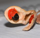 Vigna luteola