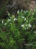 Rosmarinus officinalis. Ветви с цветками. Испания, Каталония, провинция Girona, Costa Brava, Sant Feliu de Guíxols, в подлеске жестколистного средиземноморского леса. 23 октября 2008 г.