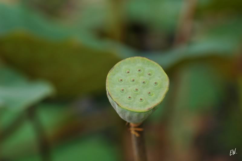 Image of Nelumbo nucifera specimen.