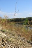 род Polygonum. Отцветающее растение. Краснодарский край, окр. г. Крымск, берег р. Адагум. 27.09.2015.