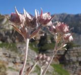 Potentilla divina. Верхушки побегов с отцветшими соцветиями. Адыгея, Кавказский биосферный заповедник, гора Фишт, альпийский пояс, ≈ 2300 м н.у.м., в расщелине скалы. 29.08.2015.