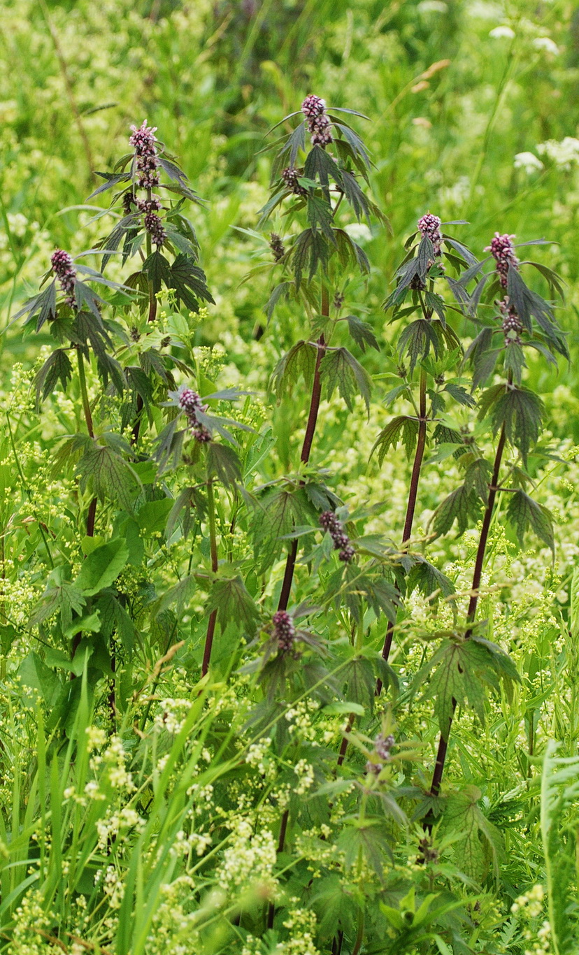 Image of Leonurus quinquelobatus specimen.