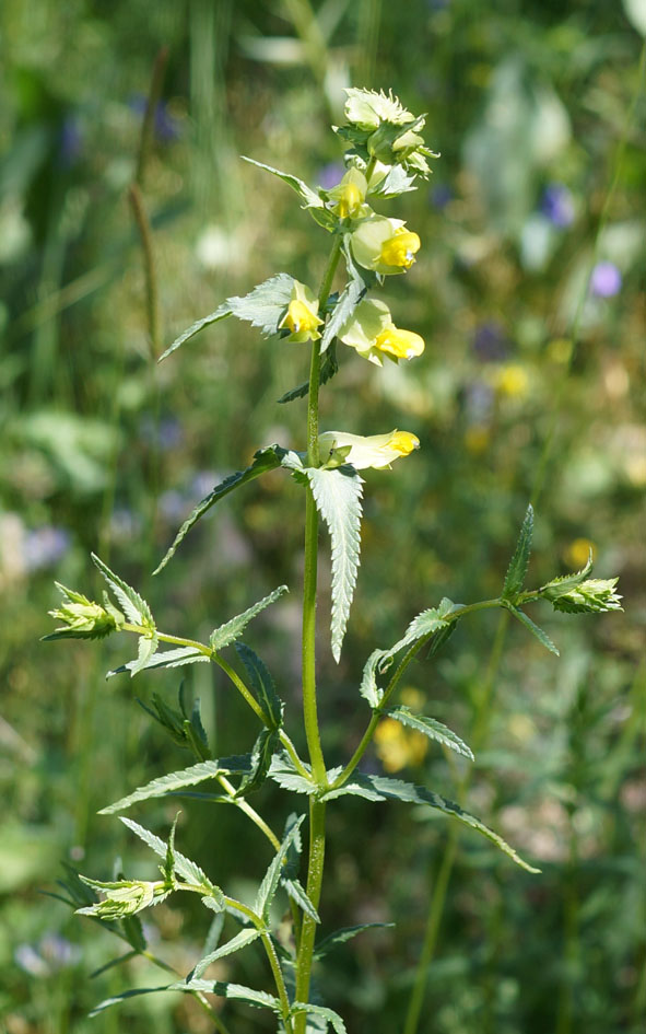 Image of Rhinanthus songaricus specimen.