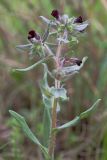 Nonea rossica