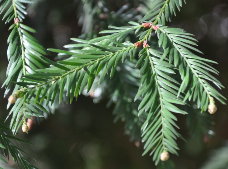 Изображение особи Metasequoia glyptostroboides.