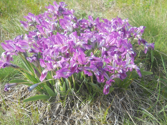 Image of Iris pumila specimen.