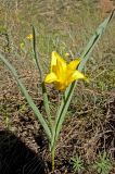 Tulipa brachystemon