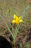 Tulipa brachystemon. Цветущее растение. Казахстан, Джунгарский Алатау, долина р. Коксу ниже пос. Рудничный на 45-50 км. Начало мая 2014 г.