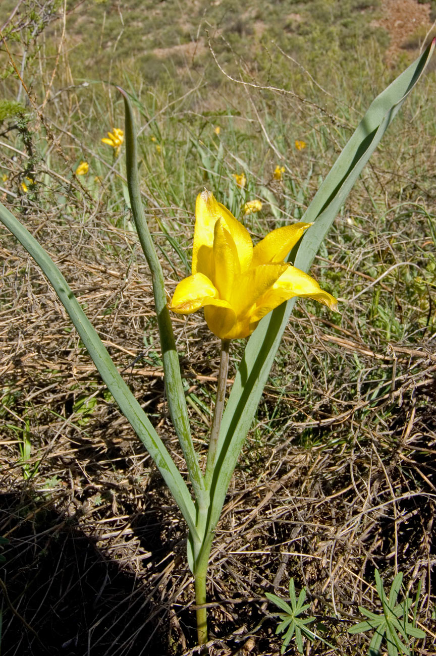 Image of Tulipa brachystemon specimen.