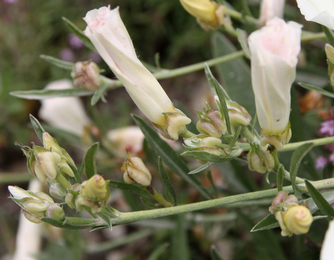 Изображение особи Convolvulus holosericeus.