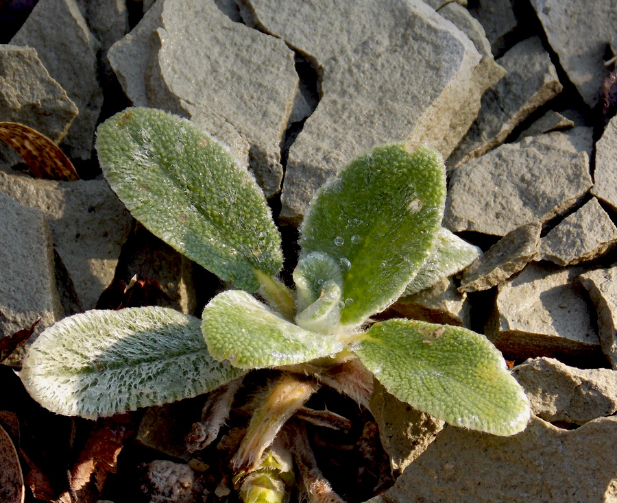 Image of Sideritis euxina specimen.