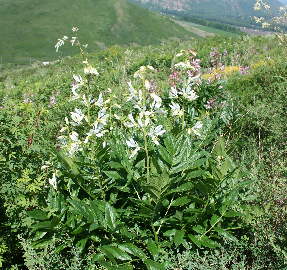 Изображение особи Dictamnus angustifolius.